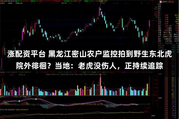 涨配资平台 黑龙江密山农户监控拍到野生东北虎院外徘徊？当地：老虎没伤人，正持续追踪